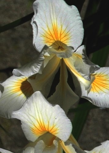 A wild iris